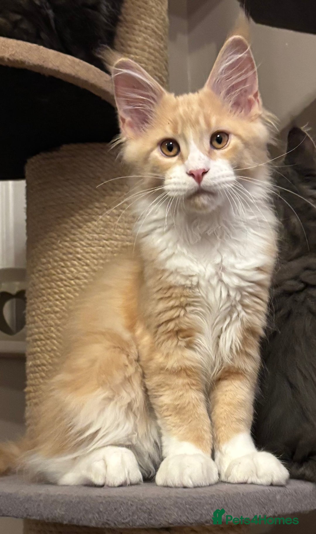 Maine Coon cats for sale: Beautiful Maine Coon Kitten - Champion Lines - Advert 16
