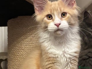 Maine Coon cats - Advert 8