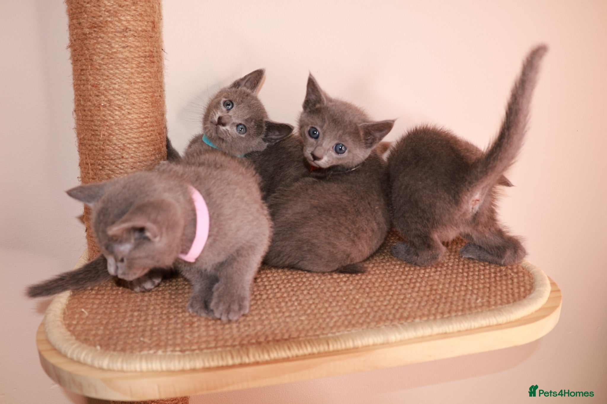 Russian Blue cats Russian Blue Kittens | TICA & GCCF | Stockport  - Advert 10