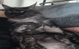 Maine Coon cats for sale: Beautiful Maine coon kittens TICA registered  - Image 15