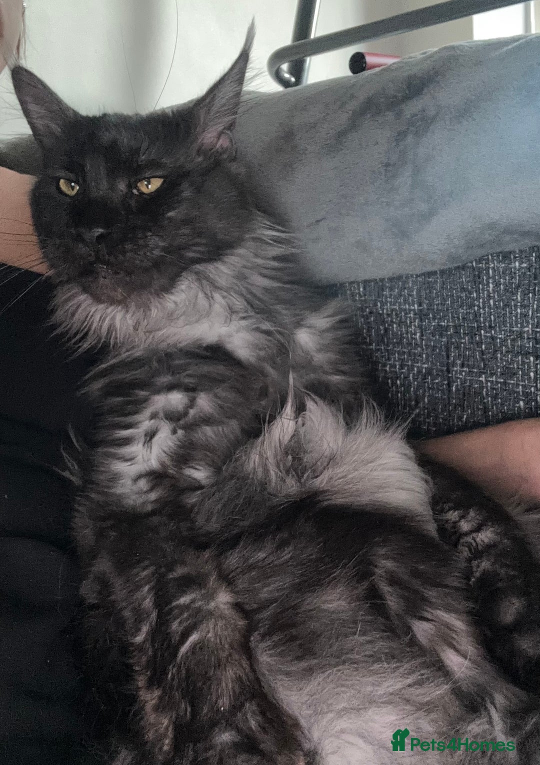 Maine Coon cats for sale: Beautiful Maine coon kittens TICA registered  - Image 15