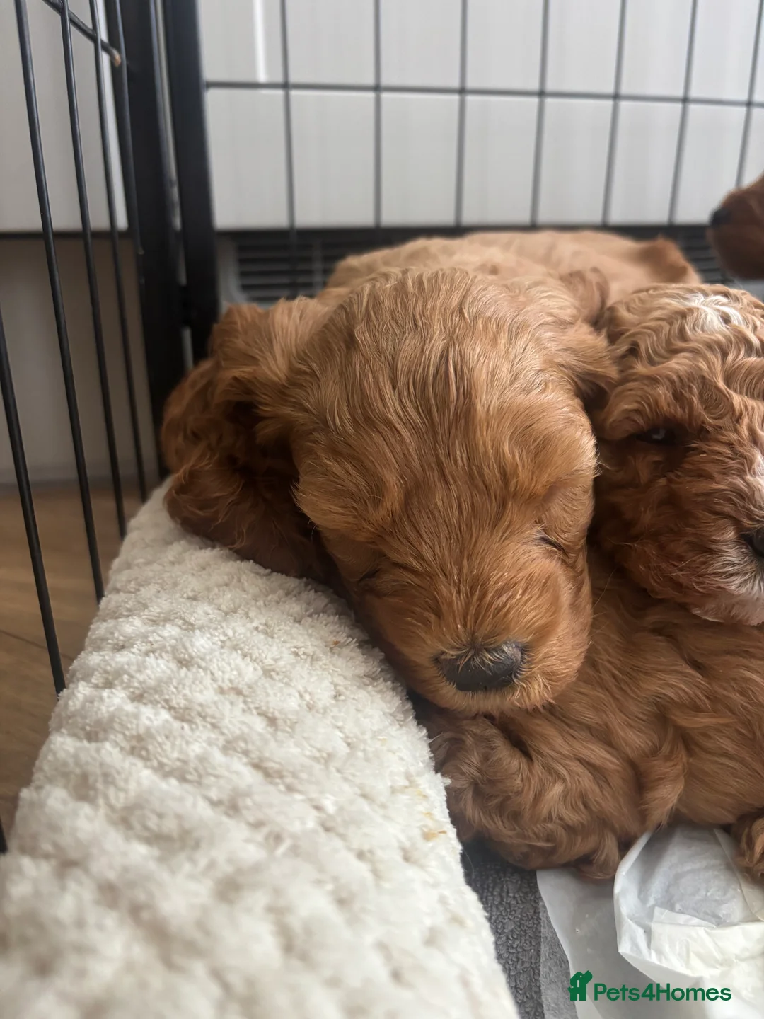 Cavapoo dogs for sale: Cavapoo Pups for sale in Whitchurch - Advert 2