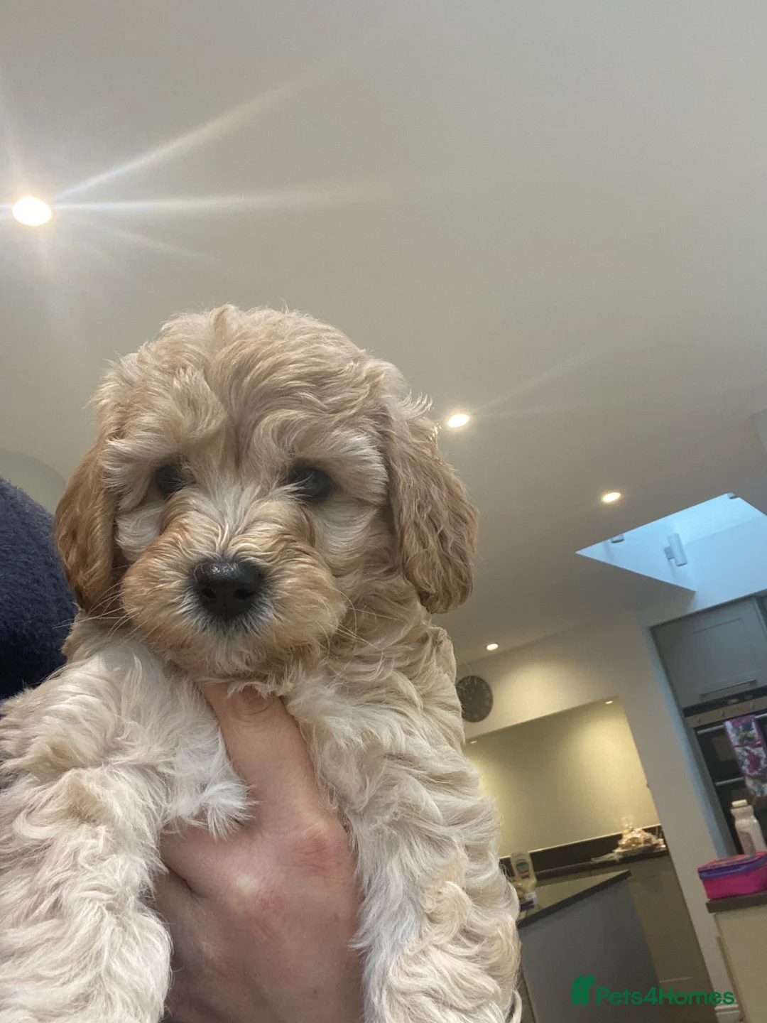 Miniature Poodle dogs for stud: Stud, PRA, red miniature poodle Kent, Surrey in Tonbridge - Advert 5