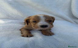 Cocker Spaniel dogs for sale: Beautiful kc registered cockerspaniel puppies  - Image 8