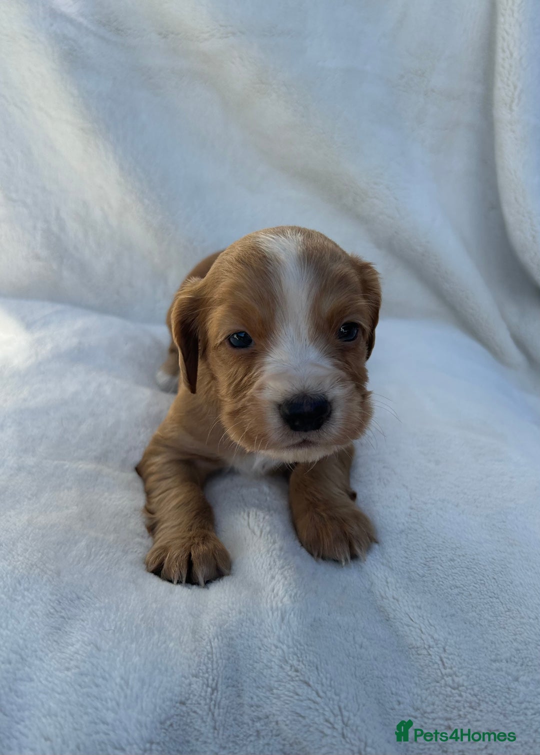 Cocker Spaniel dogs for sale: Beautiful kc registered cockerspaniel puppies  - Image 8