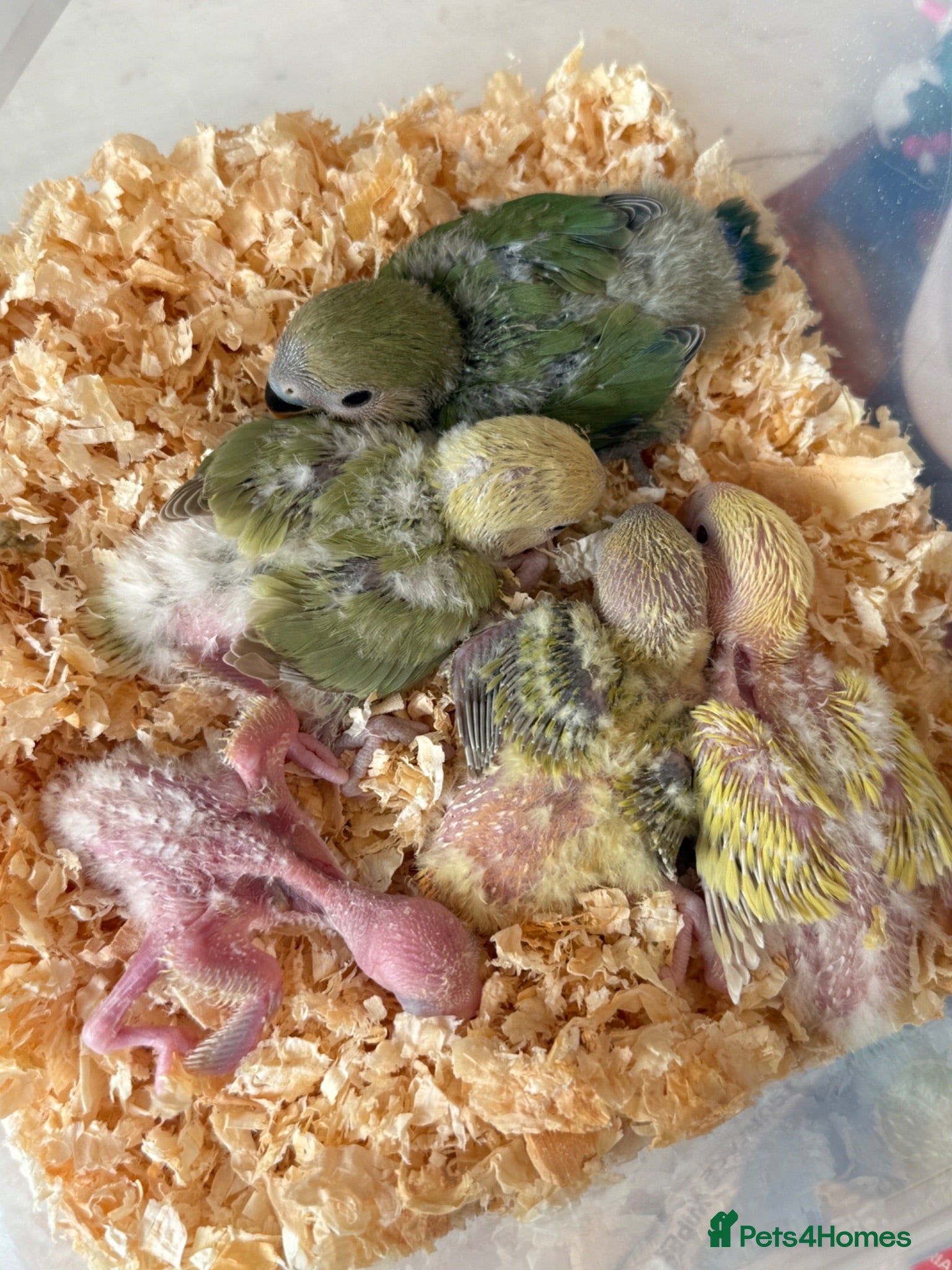 Lovebirds birds Peachface Lovebird chicks ready for reserving - Advert 7