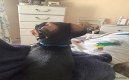 Dachshund dogs for sale: Black and Tan mini dauchound  - Image 4