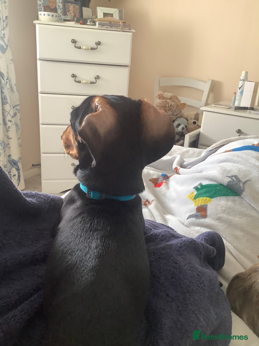 Dachshund dogs for sale: Black and Tan mini dauchound  - Image 4