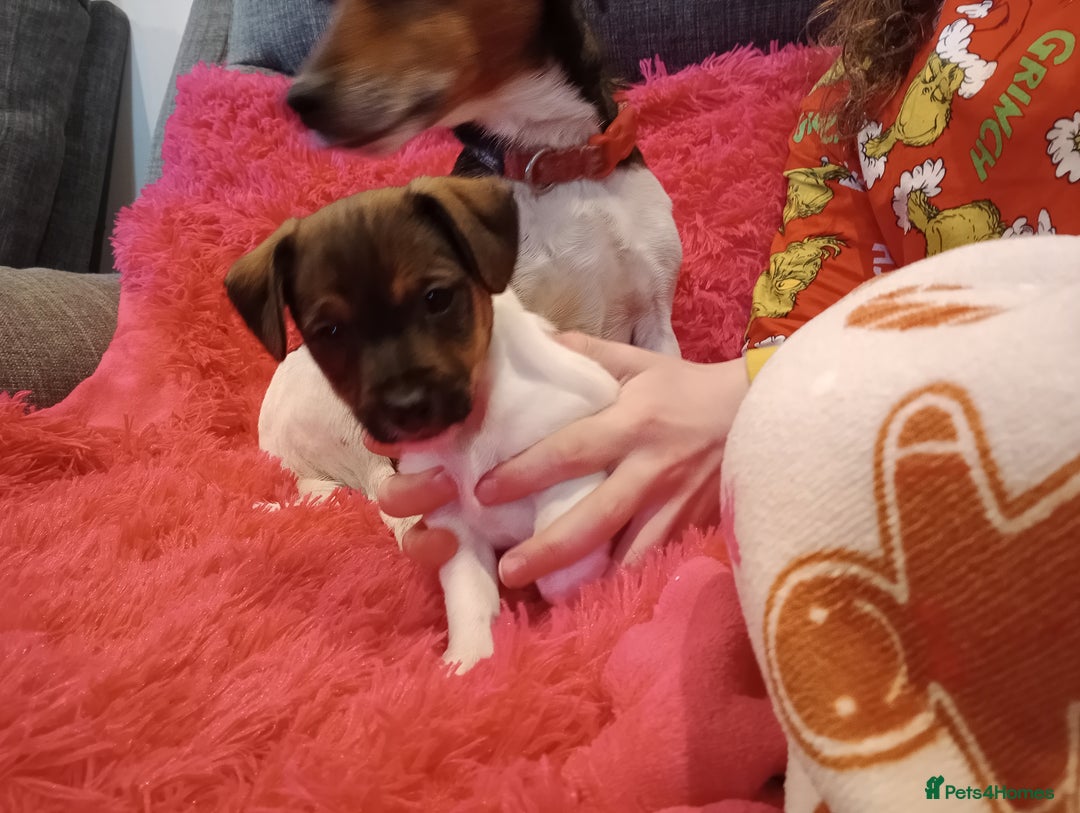 Jack Russell dogs for sale: Jack russell puppies - Advert 24