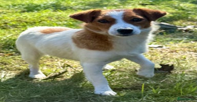 Jack Russell dogs - Advert 7