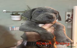 Great Dane dogs for sale: KC registered blue Great Dane puppies - Image 10