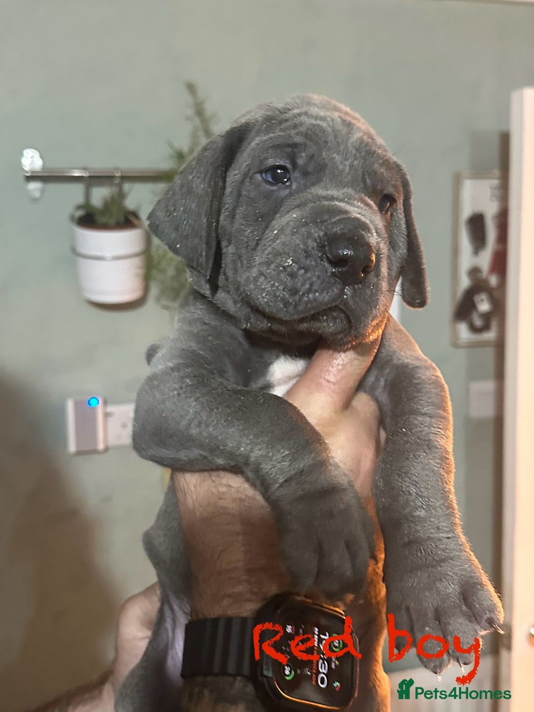 Great Dane dogs for sale: KC registered blue Great Dane puppies - Image 10