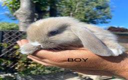 Mini Lop rabbits for sale: Mini Lops ready now - Image 5