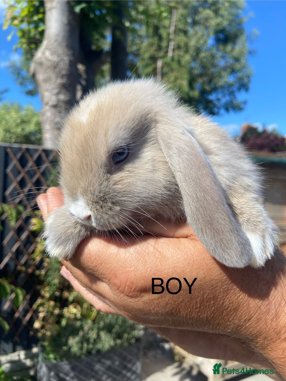 Mini Lop rabbits for sale: Mini Lops ready now - Image 5