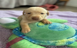 Labrador Retriever dogs for sale: KC Labrador puppies - Image 9