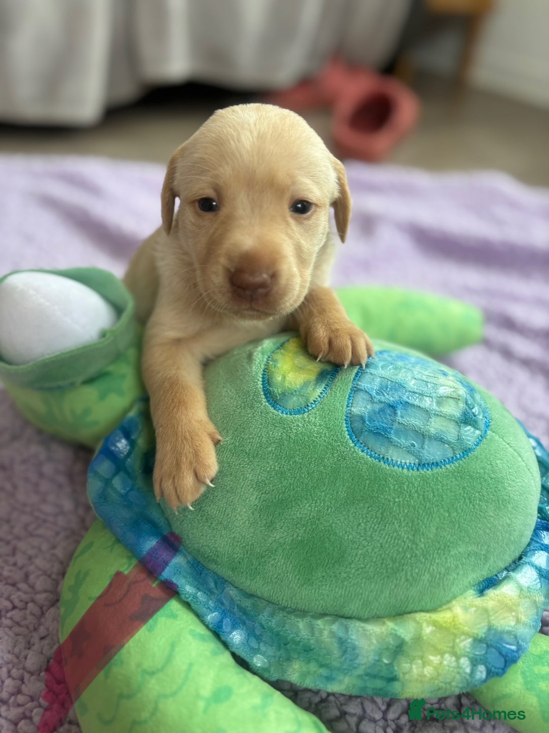 Labrador Retriever dogs for sale: KC Labrador puppies - Image 9