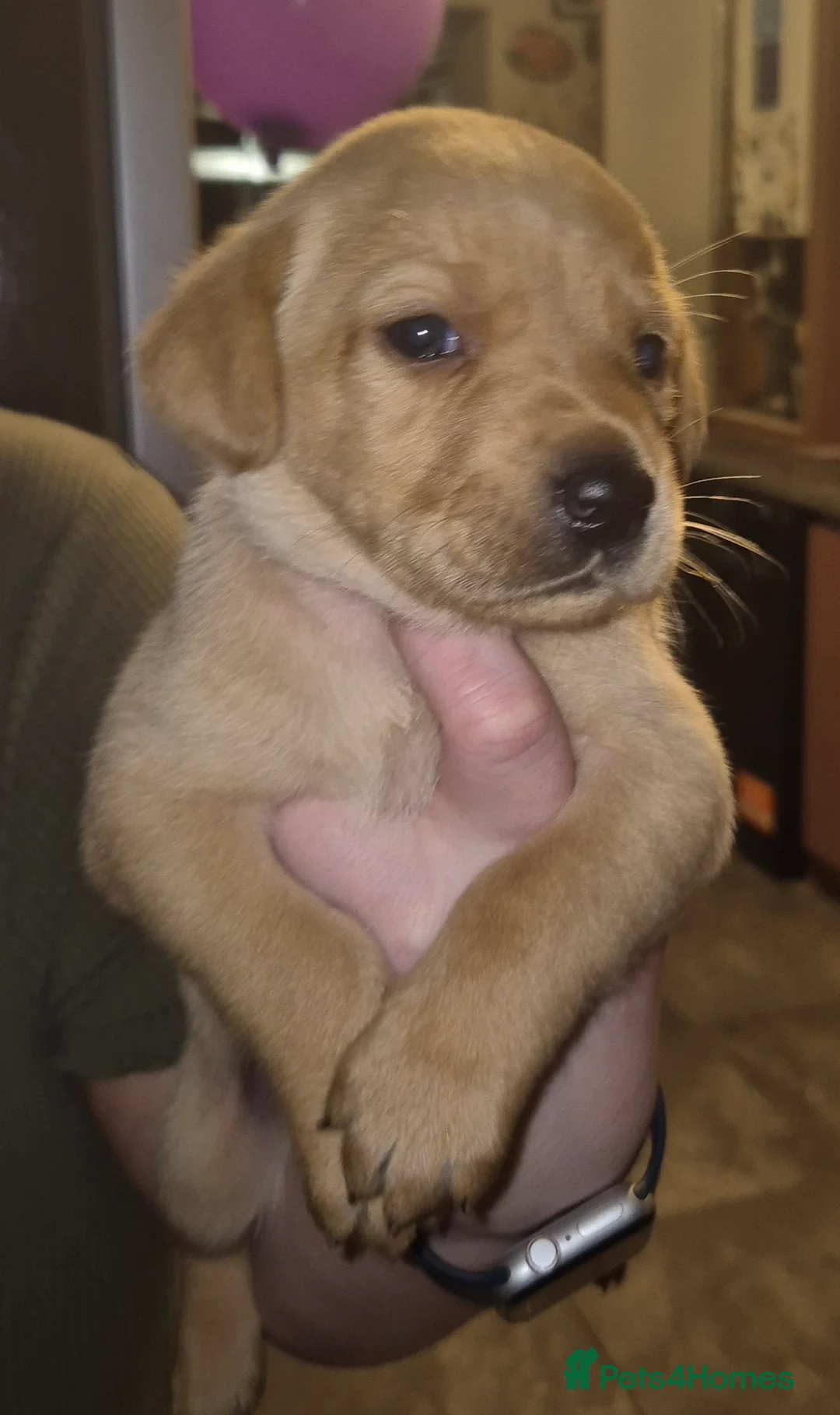 Labrador Retriever dogs for sale: Pedigree KC registered labrador pups. - Advert 24