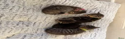 Mixed Breed cats for sale: Beautiful kittens  in Ipswich - Advert 25