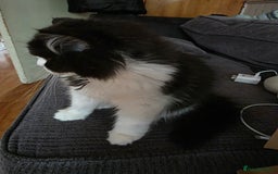 Scottish Fold cats for sale: 5month Scottish Fold - Image 4