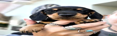 Miniature Dachshund 1
