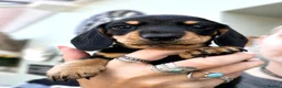 Miniature Dachshund dogs for sale: Black and cream KC registered boy  - Advert 5