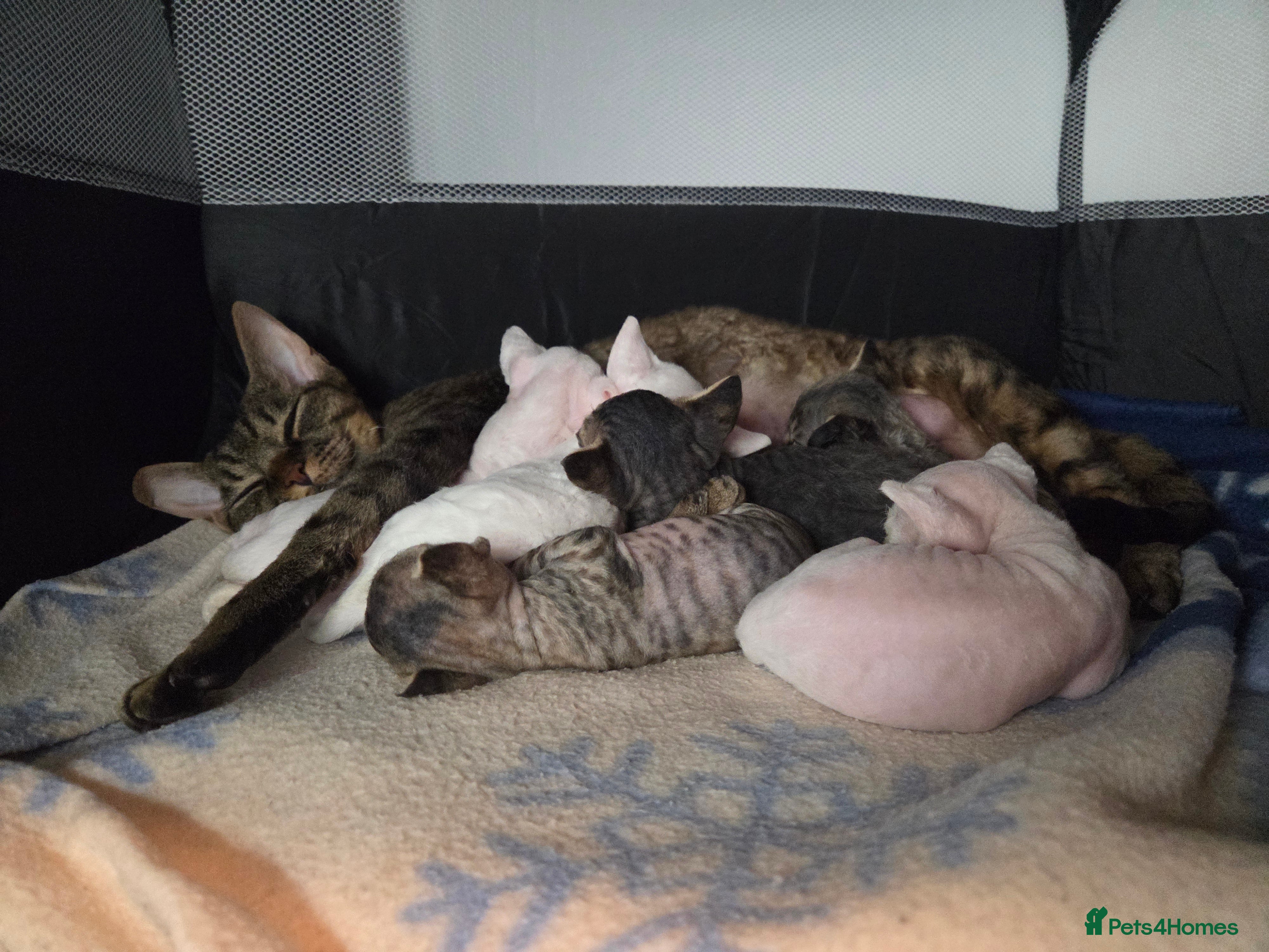 Devon Rex cats ✨ Beautiful Devon Rex Kittens – GCCF Registered ✨ - Advert 1