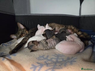 Devon Rex cats ✨ Beautiful Devon Rex Kittens – GCCF Registered ✨ - Advert 16