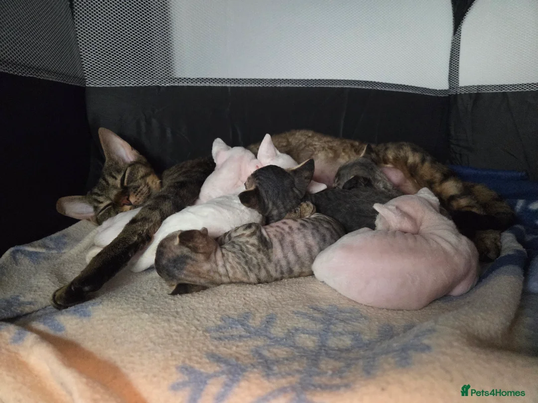 Devon Rex cats for sale: ✨ Beautiful Devon Rex White Girl–GCCF Registered ✨ - Advert 5