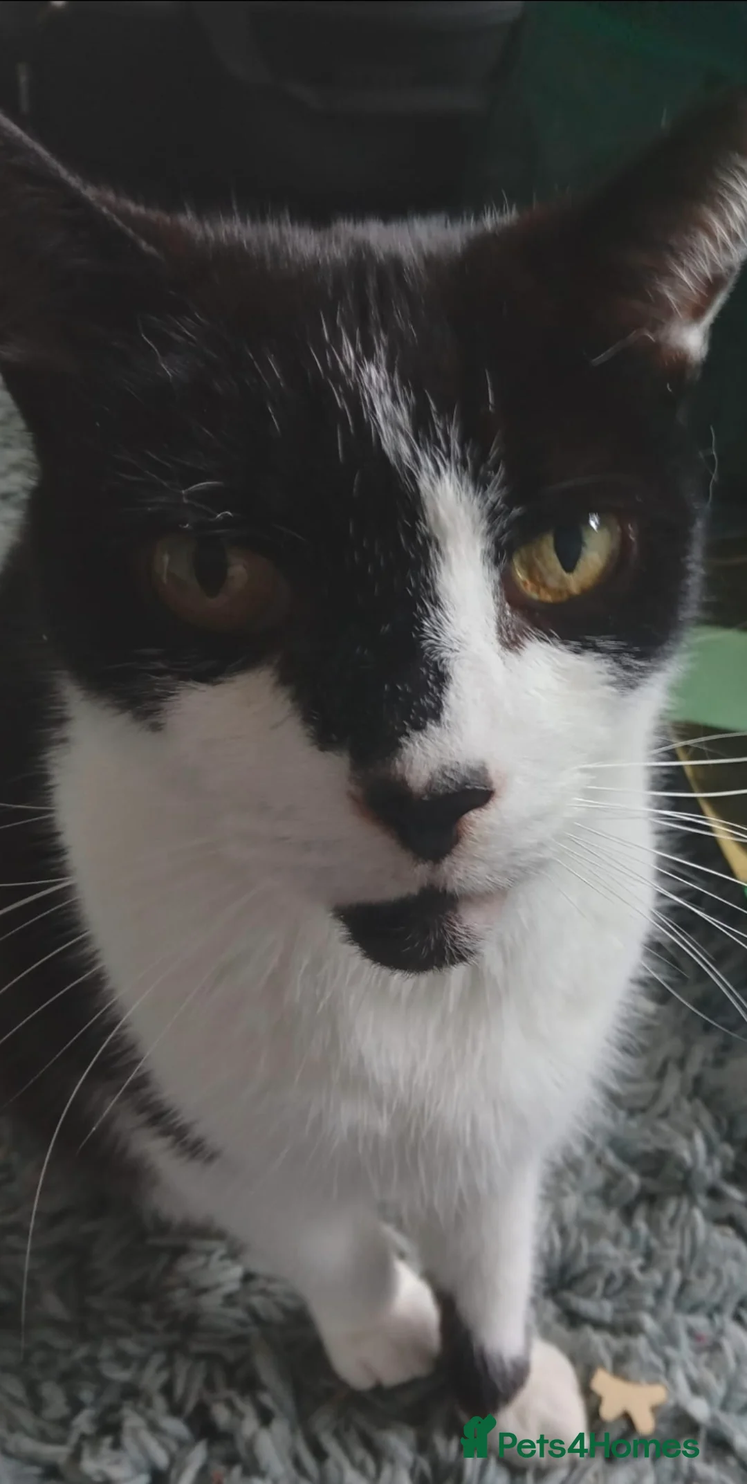 Domestic Shorthair cats for sale: Lovely male 13 year old domestic short hair - Advert 2