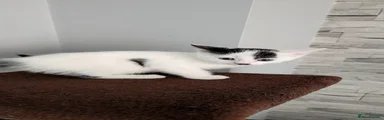 Domestic Shorthair 3
