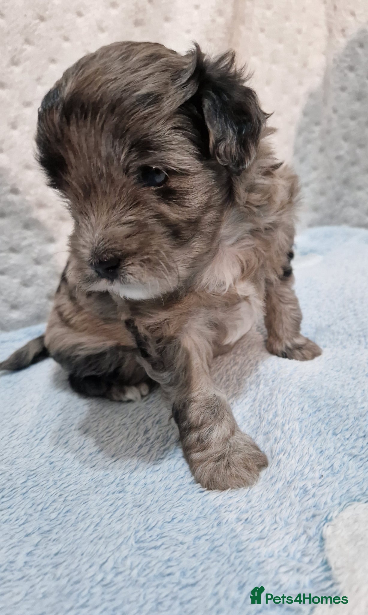 Maltipoo dogs Maltipoo boys for sale Apricot & Rare silver  💙 - Advert 13