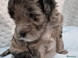 Maltipoo dogs Maltipoo boys for sale Apricot & Rare silver 💙 - Advert 13