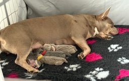 Mixed Breed dogs for sale: Frenchie cross puppy’s (80% frenchie) - Advert 30