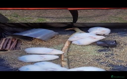 New Zealand rabbits for sale: Baby Newzealand white bunnies  - Image 2