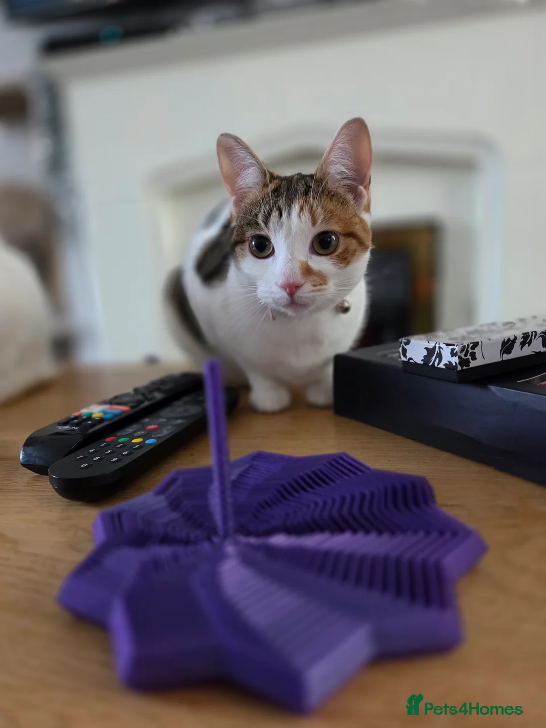 Mixed Breed cats for sale: 1 Year Old Girl - Advert 3