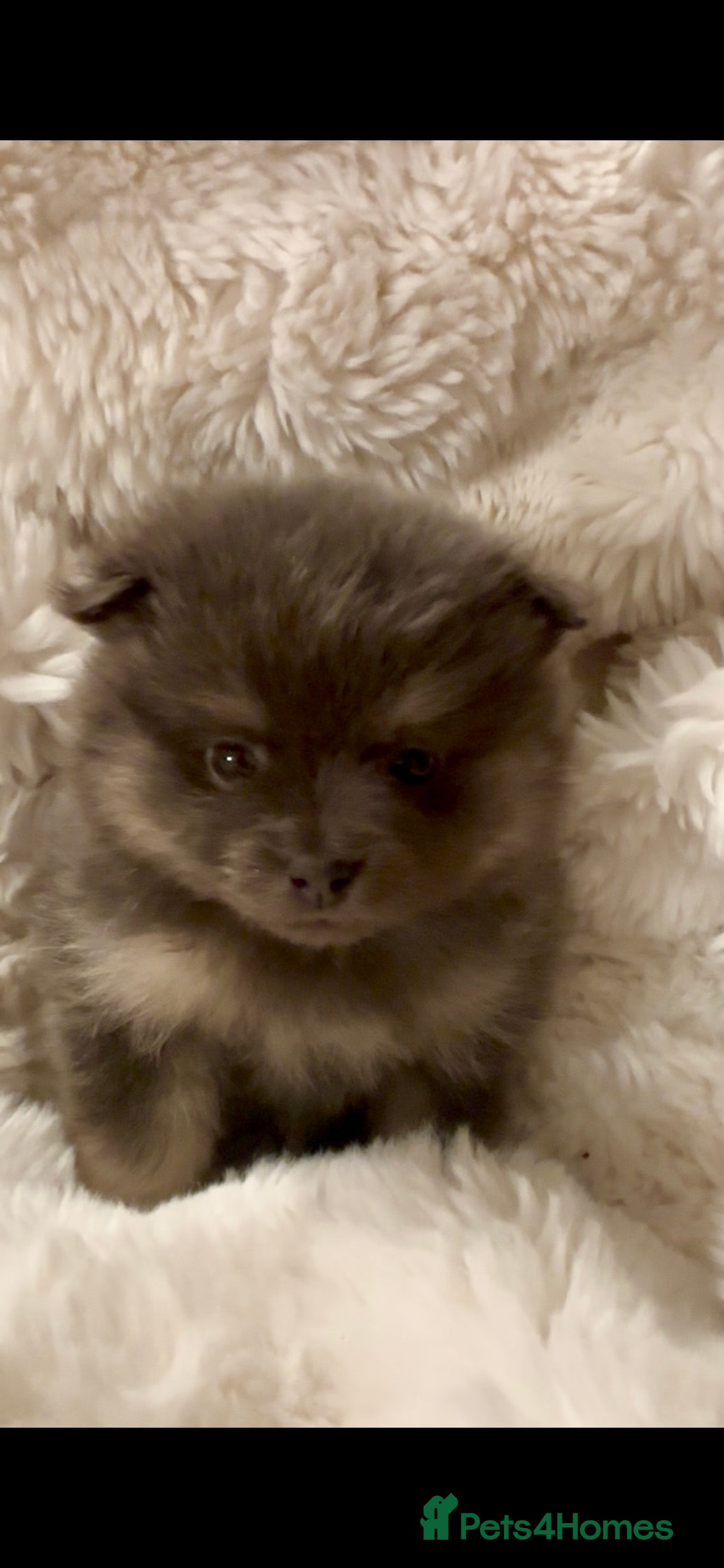 Pomeranian dogs Stunning Blue and Lilac KC Pomeranian  - Advert 4