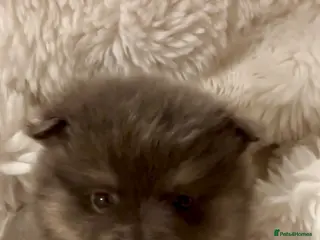 Pomeranian dogs Stunning Blue and Lilac KC Pomeranian - Advert 4