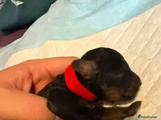 Miniature Poodle dogs puppies are born - Advert 4
