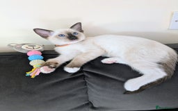 Ragamese cats for sale: 💎 🐾 🧡 Female Ragamese Kitten 🧡 🐾 💎 - Image 6