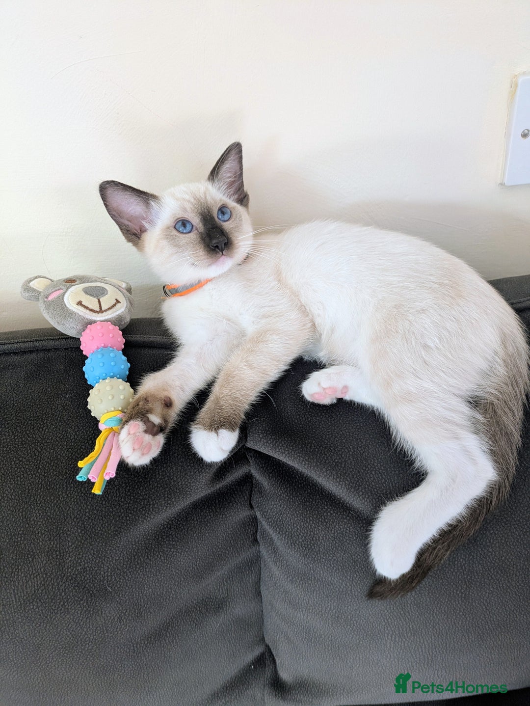 Ragamese cats for sale: 💎 🐾 🧡 Female Ragamese Kitten 🧡 🐾 💎 - Image 6