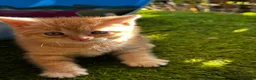 Mixed Breed cats for sale: Absolutely gorgeous BSH x bengal cross kittens - Advert 8