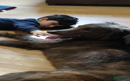 Mixed Breed dogs for sale: German shepherd cross deerhound  - Image 4