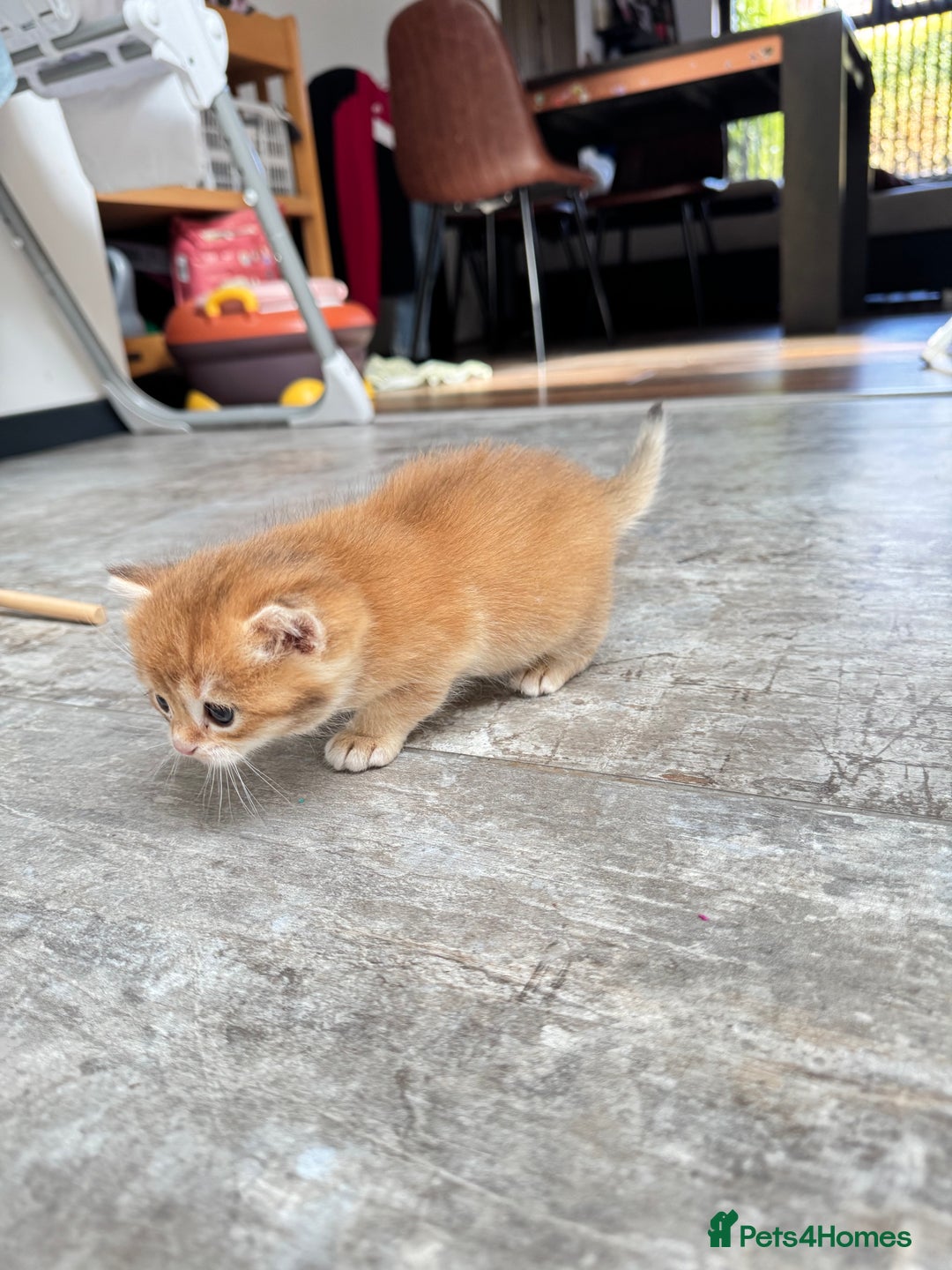 British Shorthair cats for sale: ✨🐾 Soft & Adorable Golden White Blue Kitten 🐾✨ - Image 6