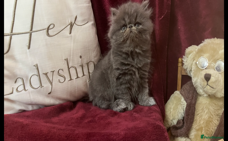Persian cats - Advert 3