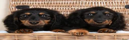 Miniature Dachshund dogs for sale: Champion Lines, Longhaired Miniature dachshunds - Advert 4