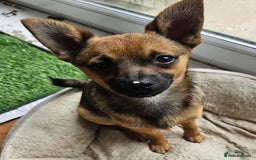 Pomeranian dogs for adoption: FOR ADOPTION - COOPER - ESSEX  - Image 1