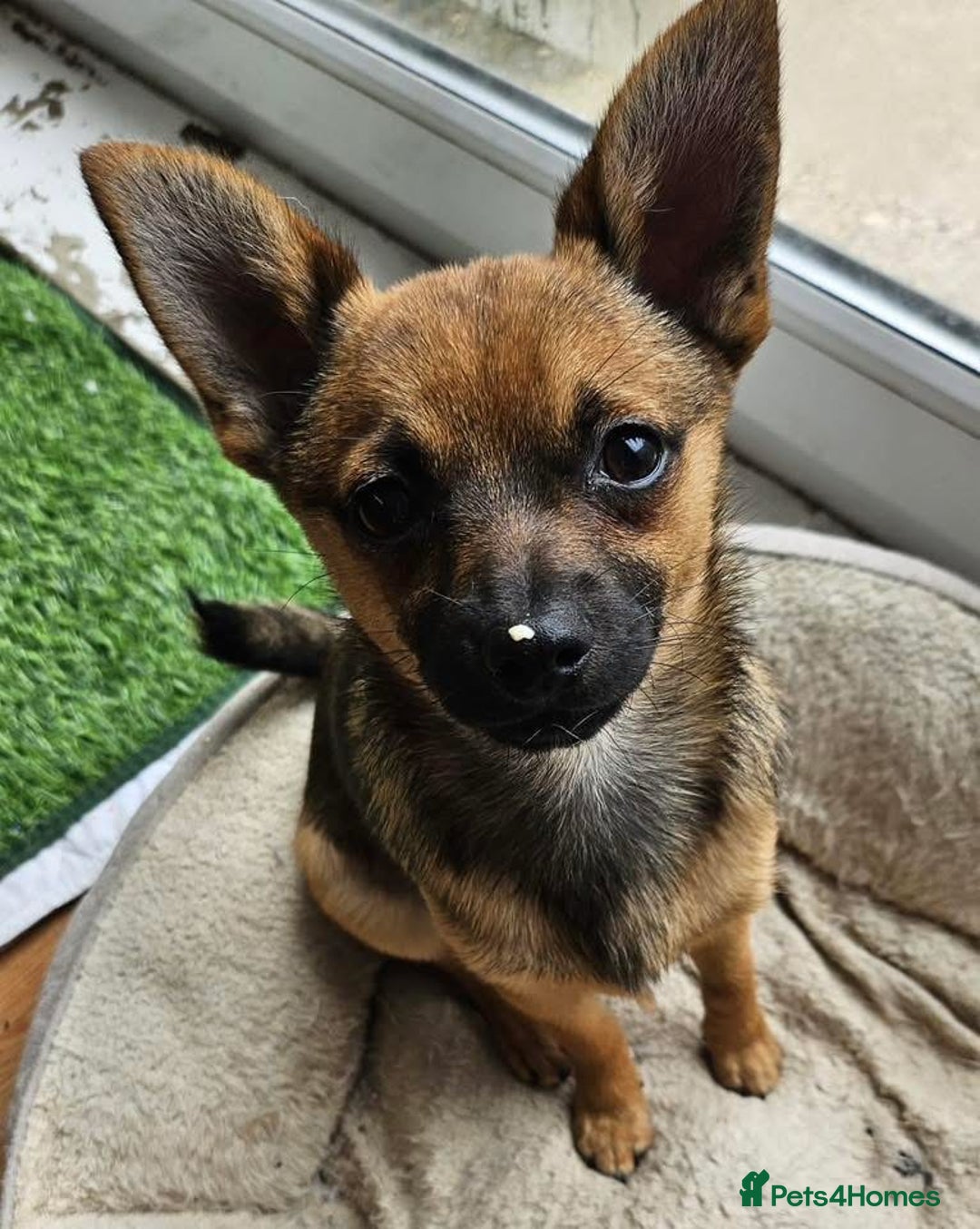 Pomeranian dogs for adoption: FOR ADOPTION - COOPER - ESSEX  - Image 1