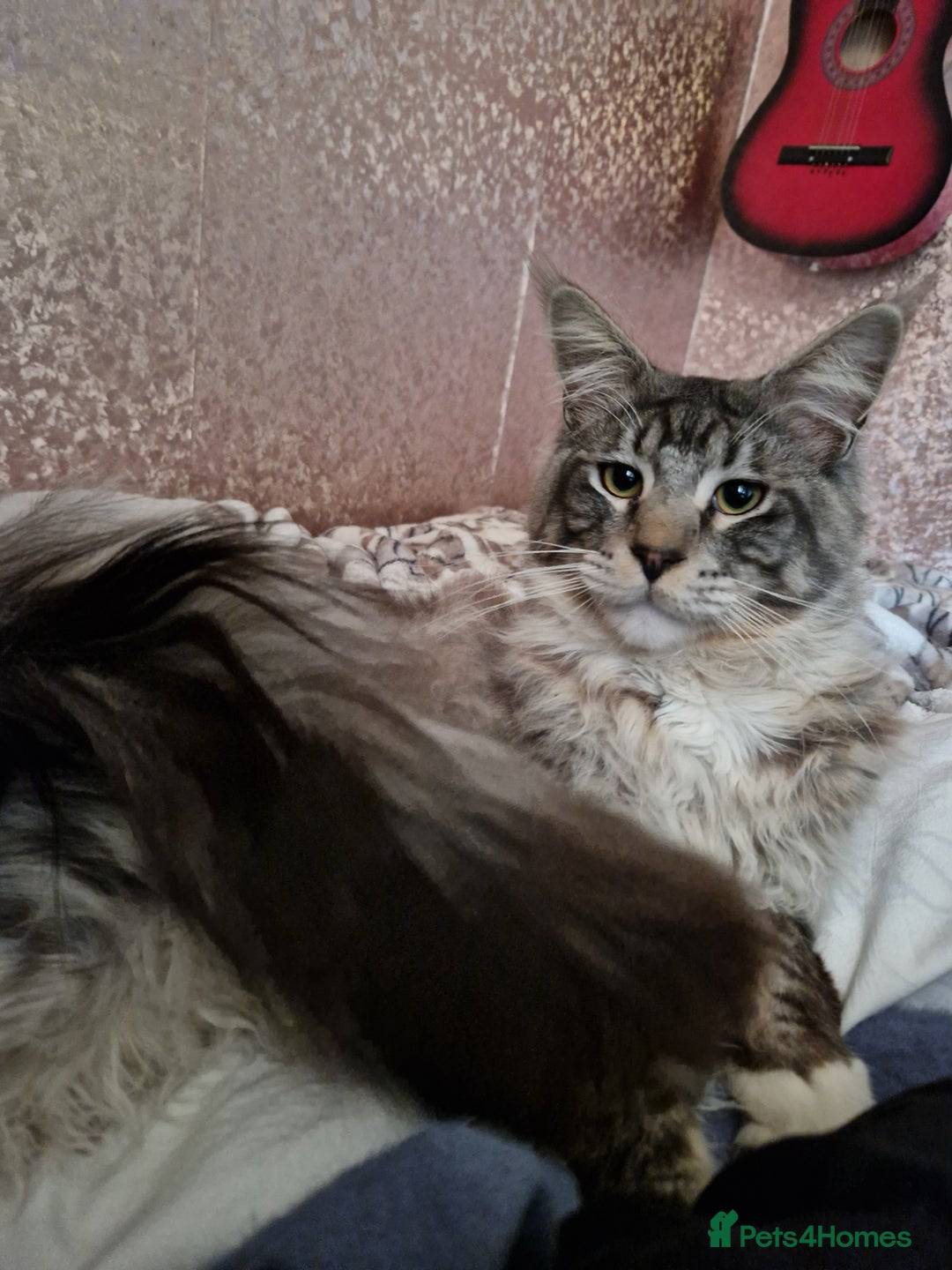 Mixed Breed cats for sale: Sweet Maine Coon mix for sale - Image 17