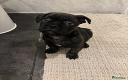 Frug dogs for sale: F1 Frug  - Image 3