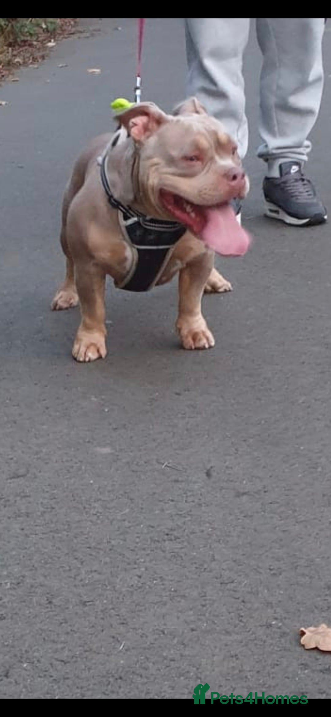 American Bully dogs for sale: ABKC LILAC TRI POCKET BULLY (2PAC&BLUEBELL)🤠LINES - Advert 3